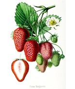 Fraise Marguerite - Strawberry - 1861 - Fruit Illustration Poster - $32.99