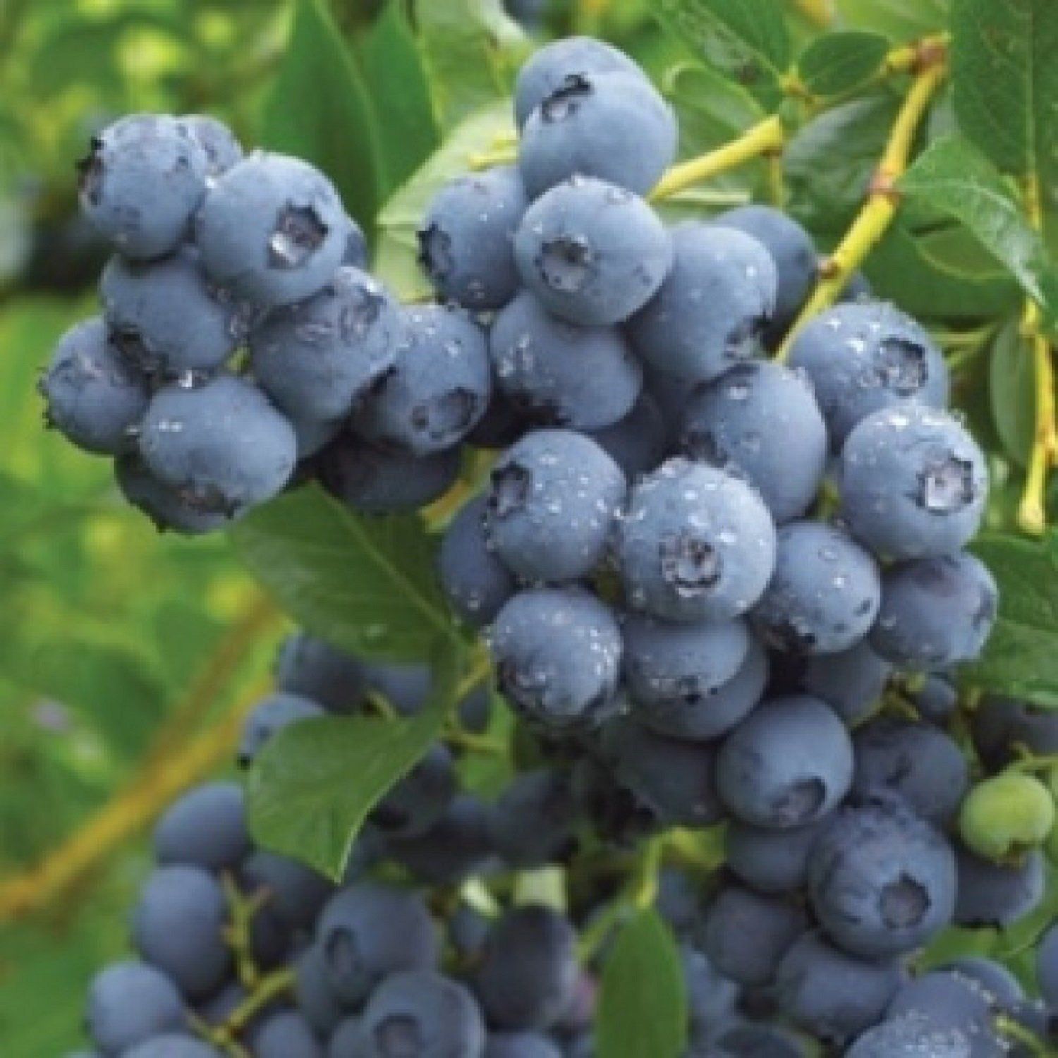 500pcs bonsai blueberry Edible Organic heirloom fruit dwarf bonsai tree