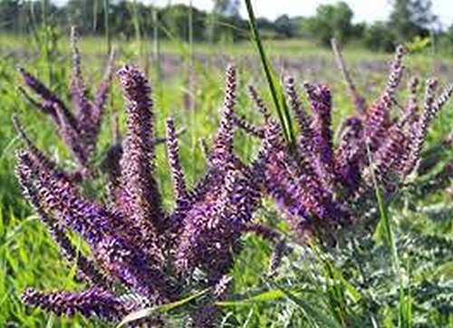 Primary image for 50 Leadplant (Amorpha canescens) Seeds