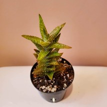 Tiger Tooth Aloe, Live 2" Succulent Plant, Aloe Juvenna, spiky succulents cactus image 1