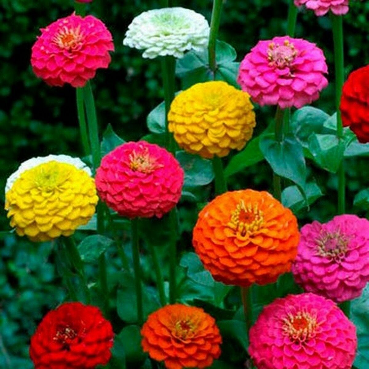 100 Pcs Mix Cut & Come Again Zinnia Flower Seeds MNSS Seeds