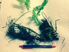 20 LADY FERNS rhizomes (Athyriun Filix-Femina) image 2