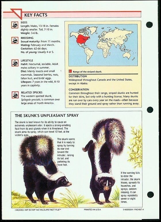 STRIPED SKUNKWildlife Fact File Card Group 1MAMMALS;Card 26;Habits;Food;Facts Other
