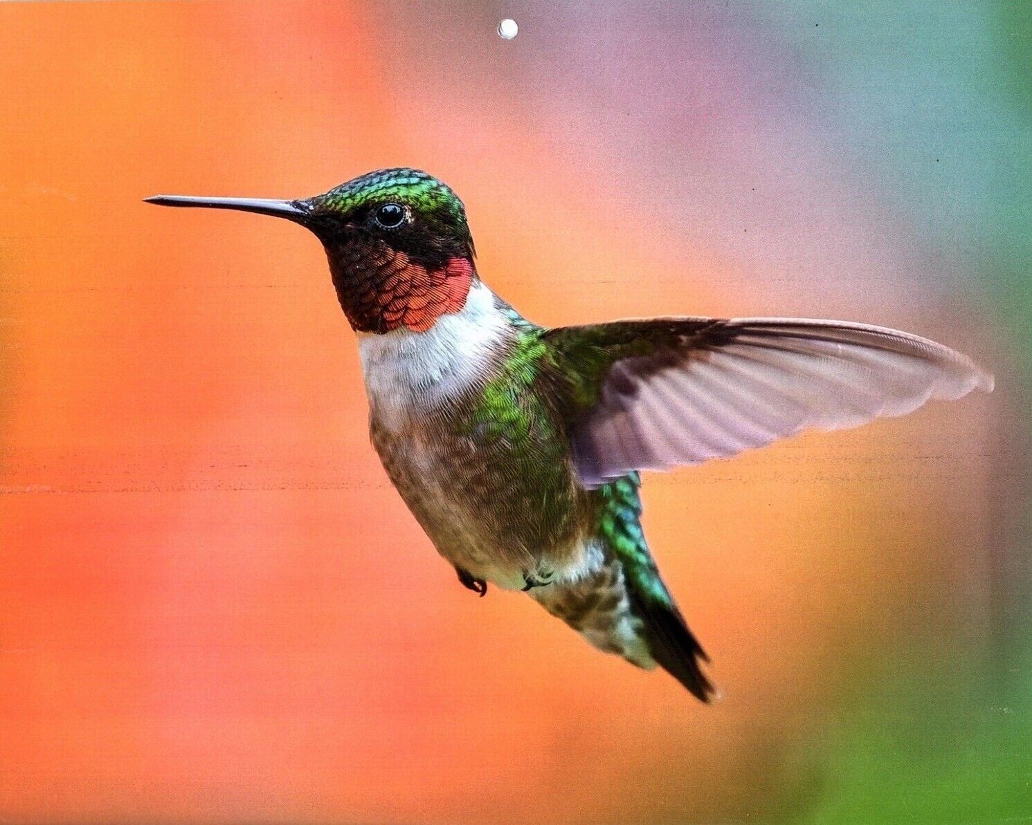 2022 2023 National Wildlife Federation and 50 similar items