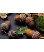 “ 10 PCS Oak Tree Seeds Bonsia Shrub GIM ” - $15.98