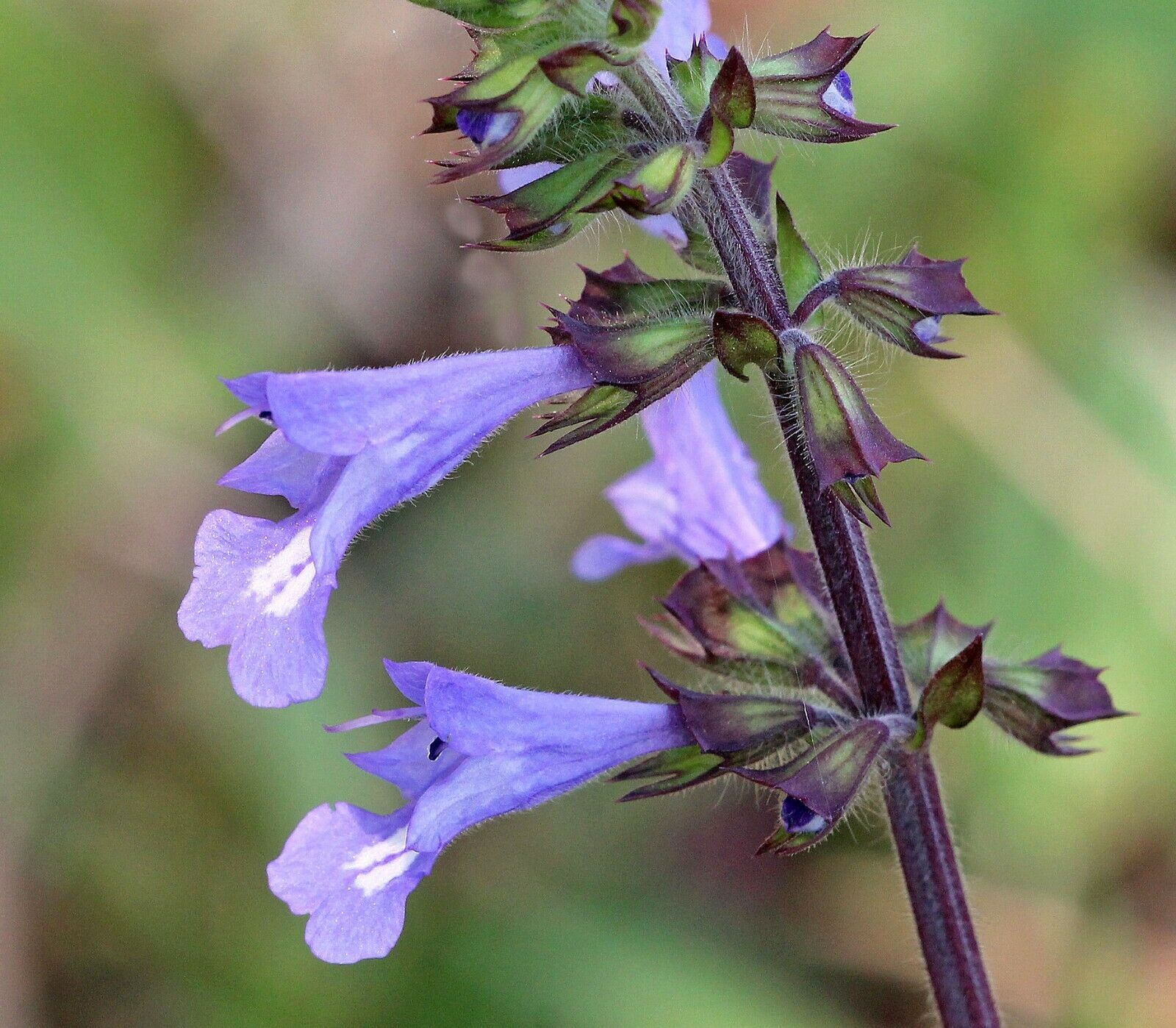 10 Seeds Lyre-Leaved Sage Salvia Lyrata and 50 similar items