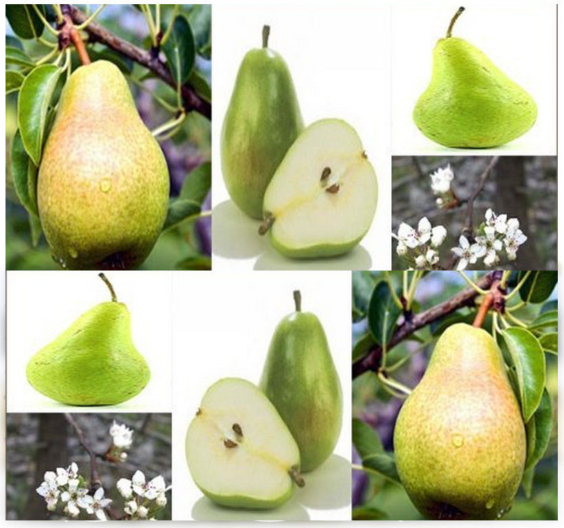 20 Bartlett Pear Tree Seeds Pyrus commnuis 'Bartlett' Fruit Seeds