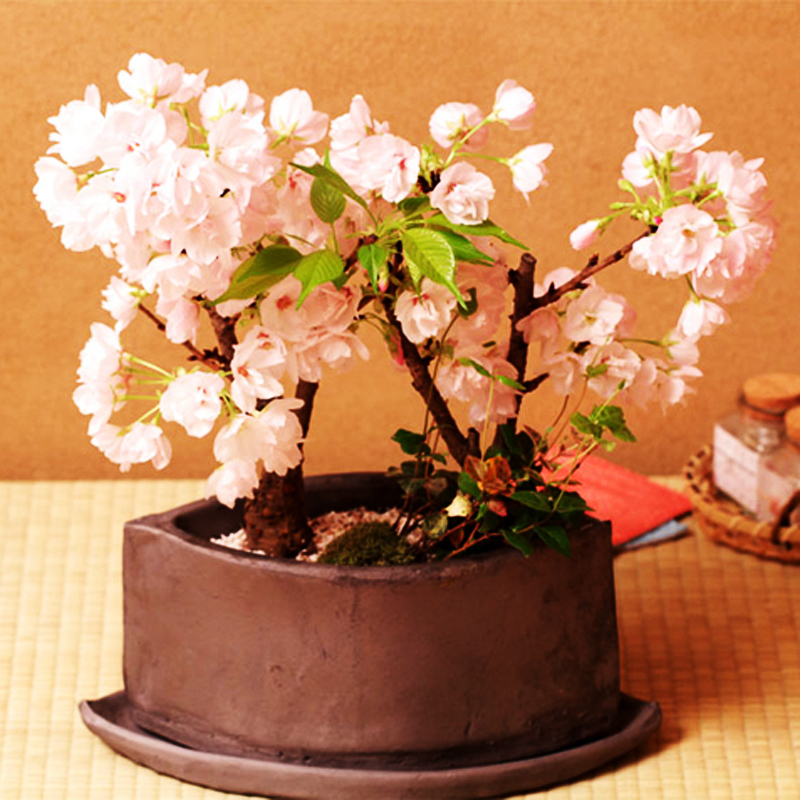 20pcs Japanese Sakura Flower Pots Seed Cherry Blossoms Bonsai Tree