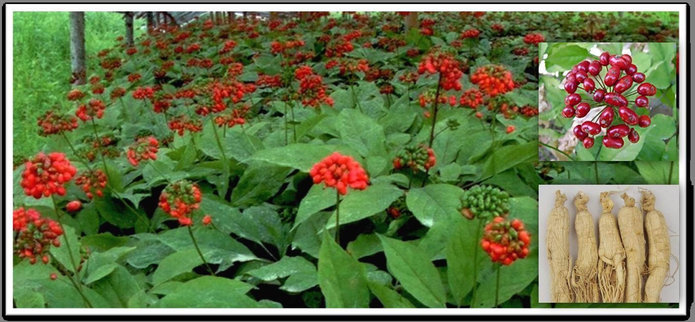 weight loss for men belly fat KOREAN GINSENG 350MG panax notoginseng