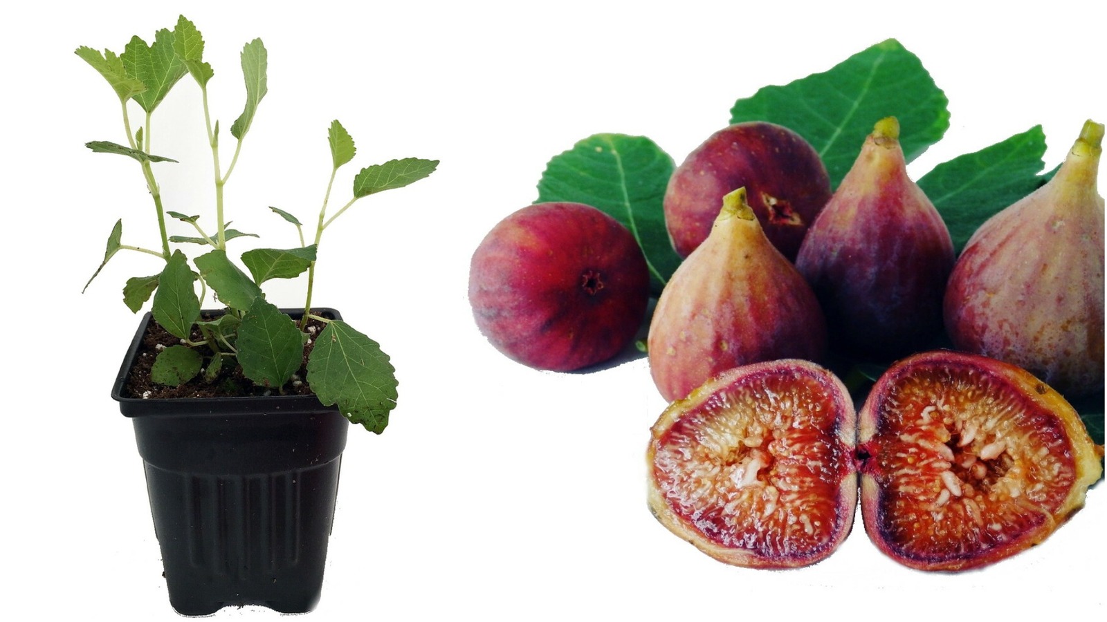 Little Ruby Edible Fig Plant - Ficus carica - Sweet/Dwarf - 2.5