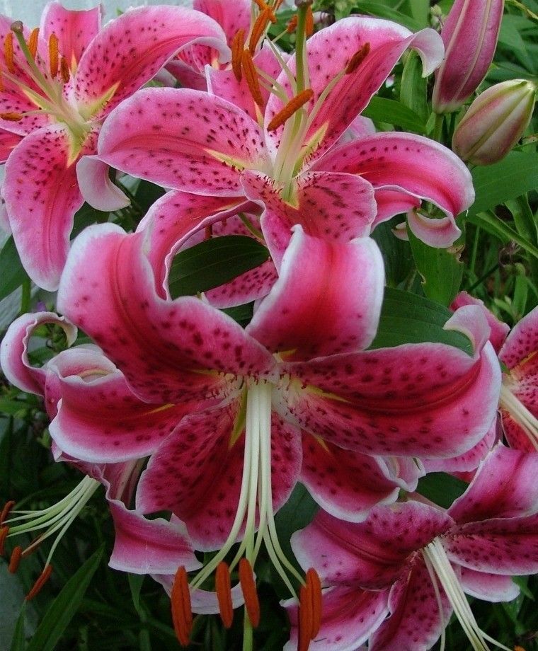 2 Bright Pink White Lily Bulbs Flower Lilies Perennial Bi Colored ...