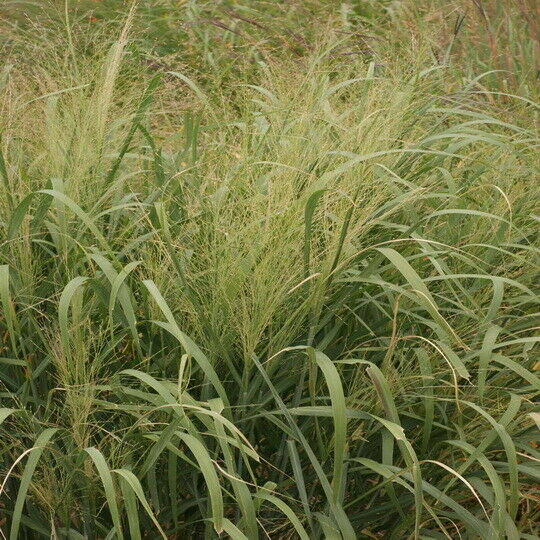1000 Switchgrass Switch Grass Seeds ‘Kanlow’ Panicum virgatum Seeds