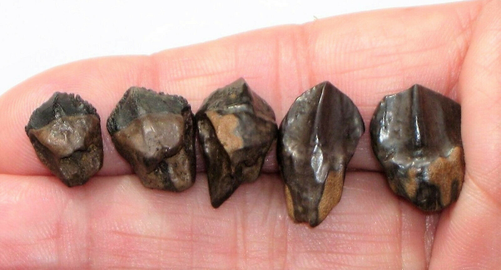 triceratops tooth