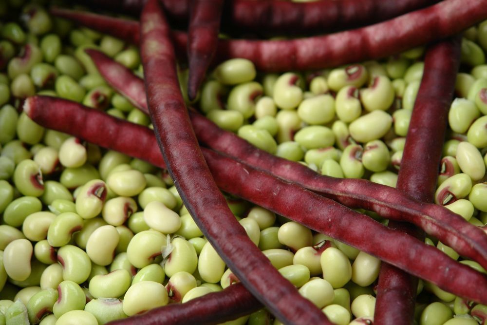 Knuckle Purple Hull Cowpea Seed - Crowder Peas Southern Pea Seeds (½oz ...