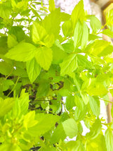 Mini Gold Mound Spirea quart pot image 3