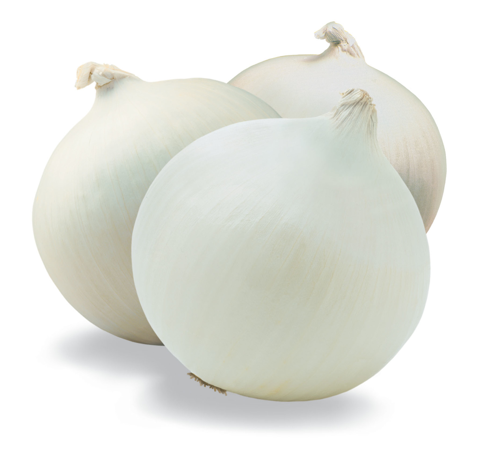 Rare Heirloom Big Round White Onion Vegetables Organic 500 Seeds/Pack