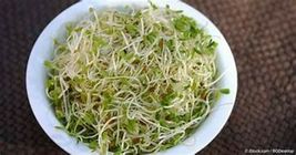 Organic Alfalfa Seeds for Sprouting  -  400+ Seeds - Non-GMO image 4