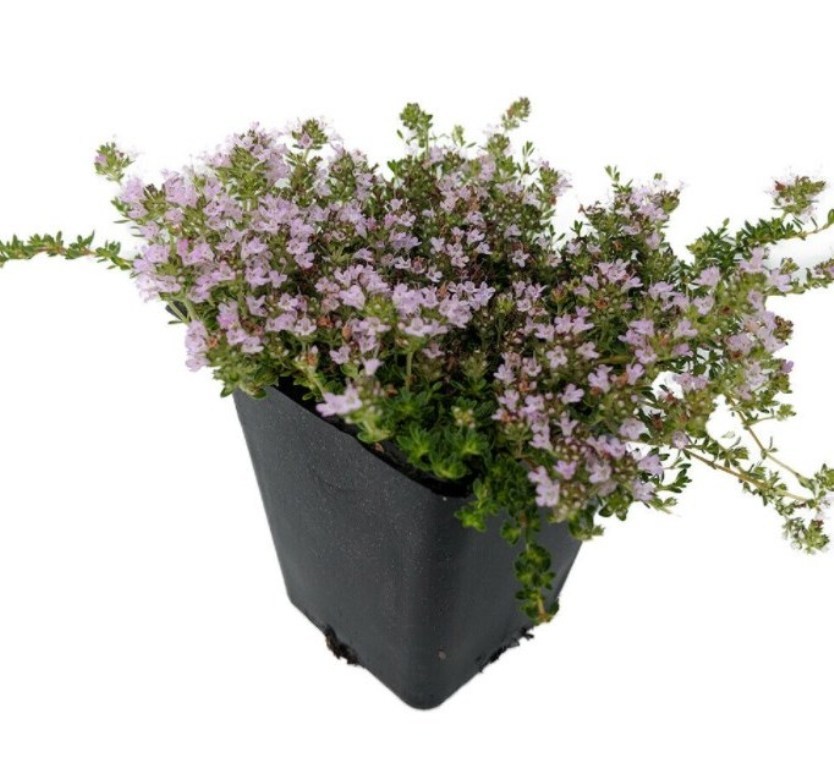 1 Live Plant 2" Pot World's Smallest Thyme Plant, Fairy Elfin Thyme
