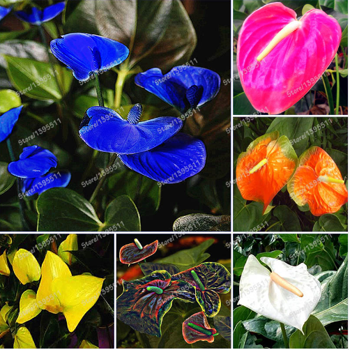 100 SEED Rare Flower Seeds Anthurium Andraeanu Seeds PURPLE ANTHURIUM A
