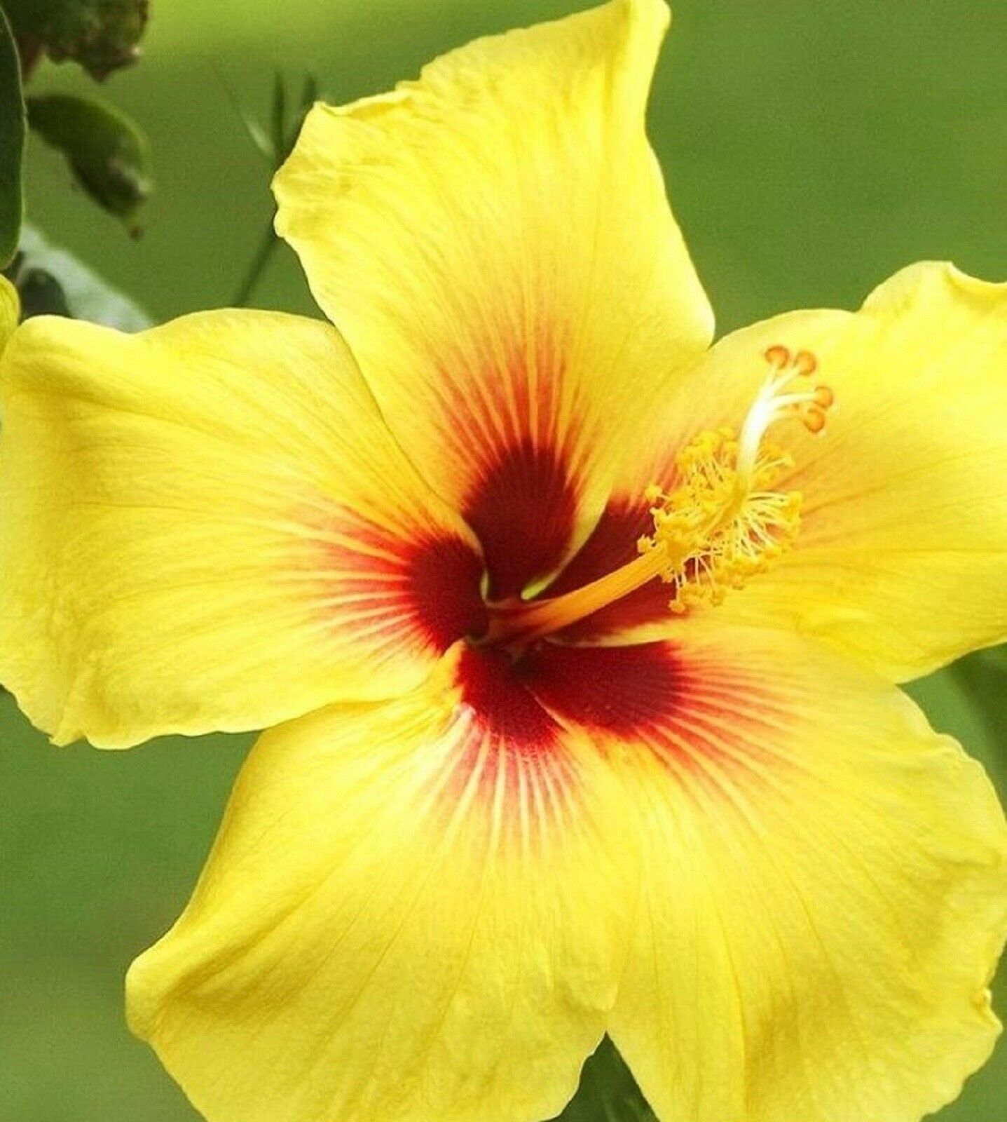 Beautiful Giant Yellow Hibiscus Flower Seeds 50 Seeds BUY 4 ITEMS FREE