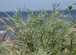 Shipped From Us 1000 Beach Wormwood Red Sagewort Herb Flower Seeds, LC03 - $15.00