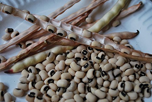 Black Eyed Peas Seeds - (200 Seeds) Non-gmo, Ancient Heirloom, Organic Vegetable
