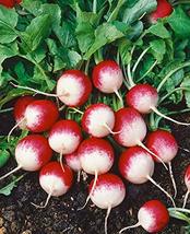 100+ pk Fire and Ice Radish Seed, Sprouting Seeds, Home Garden. - Country Creek  - $7.49