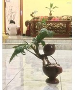 2 Bonsai coconut tree living plant free phytosanitary+DHL EXPRESS - $107.00