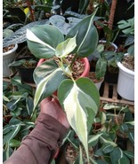 Philodendron gabby cream splash  free phytosanitary certificate DHl expres - $62.00