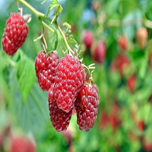 6 barerot plant Joan J Thornless Everbearing Red Raspberry -Huge 2 Yr.- High Yie