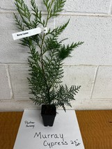 25 Murray  Cypress tree 2.5" pot image 2