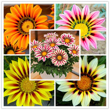 Gazania rigens bonsai rare flower bonsai plant popular africa bonsai for diy home 1 1 thumb200