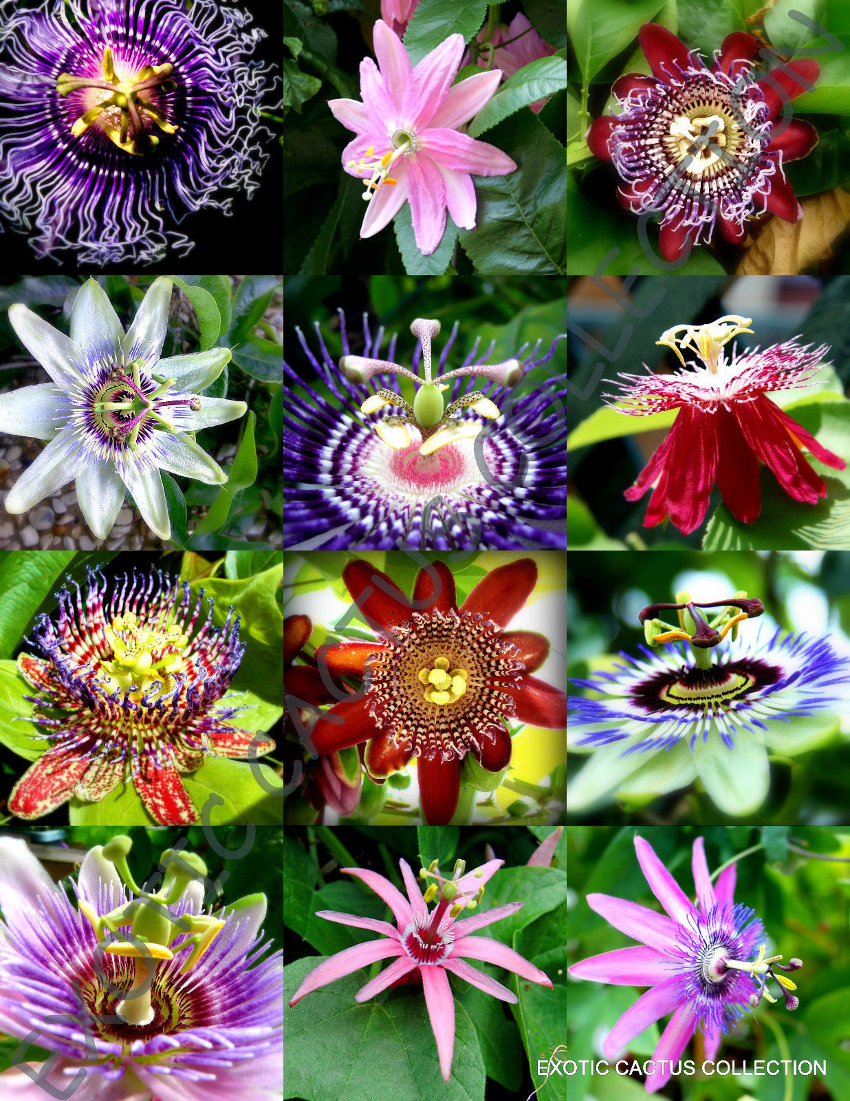 FLOWERING PASSIFLORA MIX passion fruit exotic edible tropical vine seed