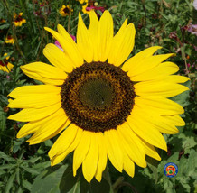 100 Sunflower Seeds ‘Sunspot’ Helianthus annuus  - $2.19