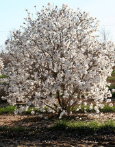 Star Magnolia 4" pot shrub  Magnolia stellata image 2