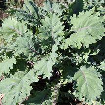 Ship From Us Organic Red Russian Kale Seeds ~ 2 Oz Seeds - Heirloom, TM11 - $65.60