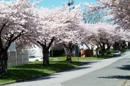 AKEBONO Flowering Cherry Tree image 3