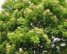 Evodia Danielii (Korean Evodia) 15 seeds - $1.70