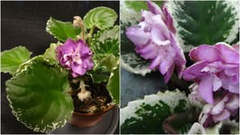 Home Garden - African violet Harmony&#39;s Cool Cat live plant in pot - $49.99