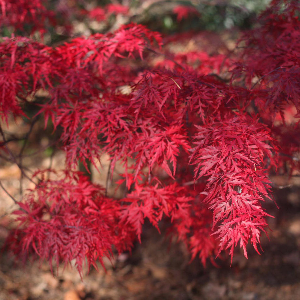 japanese red maple