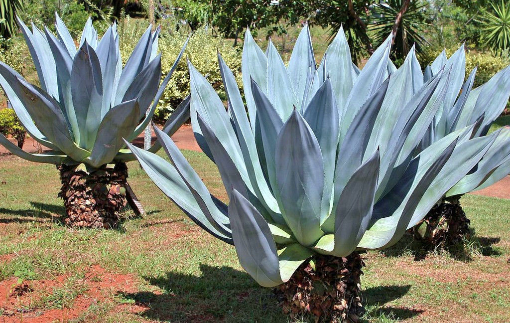 RARE AGAVE AMERICANA century plant succulent exotic maguey aloe seed