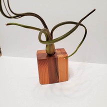 Live Air Plant in Upcycled Wooden Holder image 5