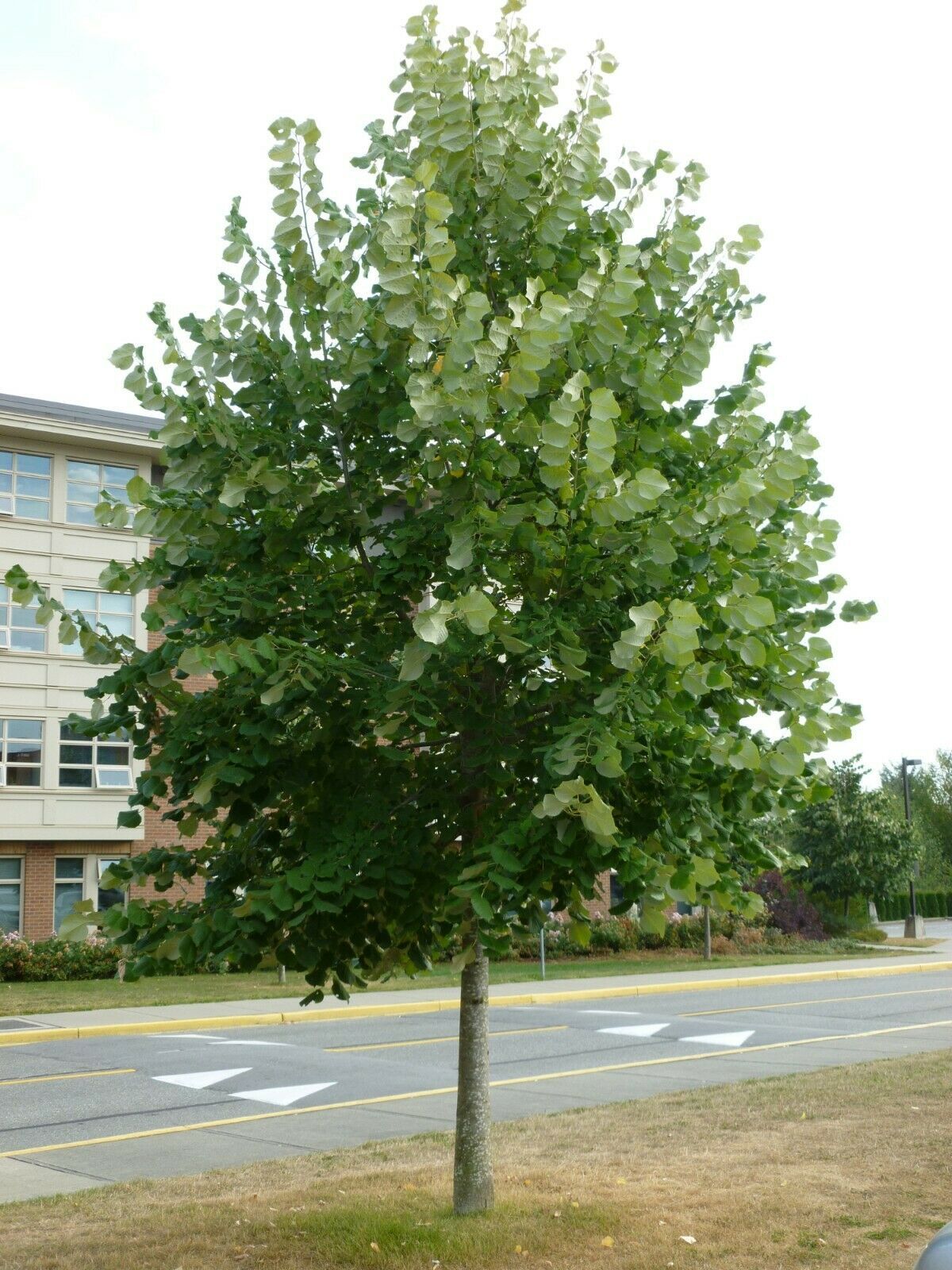 1 Bare Roots Silver Linden Tilia Tomentosa Tree Outdoor Gardening D01
