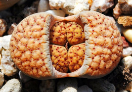 Lithops verruculosa, living stone rock pleable stone cactus cacti seed 100 SEEDS - $18.99