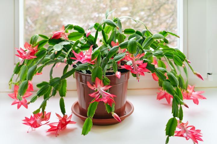 Thanks Giving / Christmas Cactus Schlumbergera - 2 Cuttings Red Flower