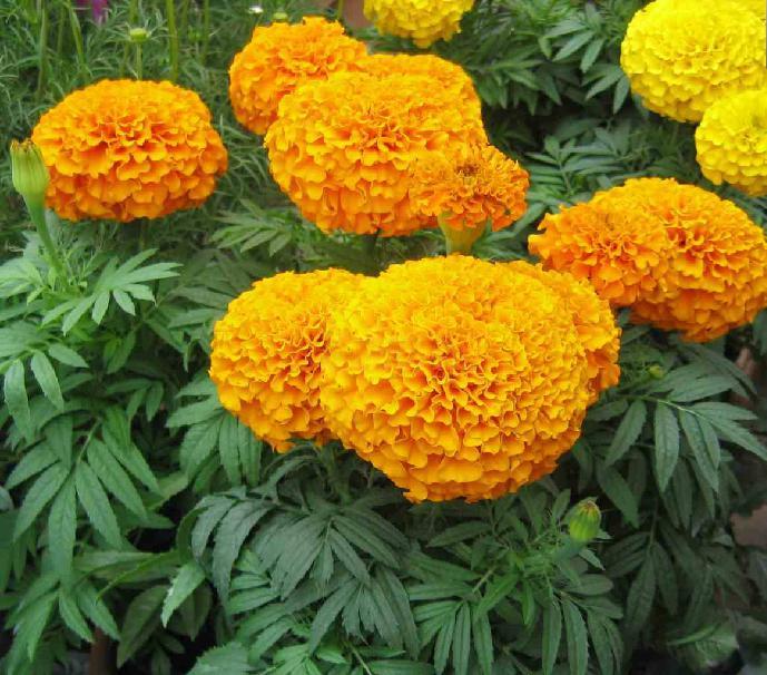 MARIGOLD CRACKERJACK MIXED COLORS Tagetes Erecta - 200 Seeds - Seeds