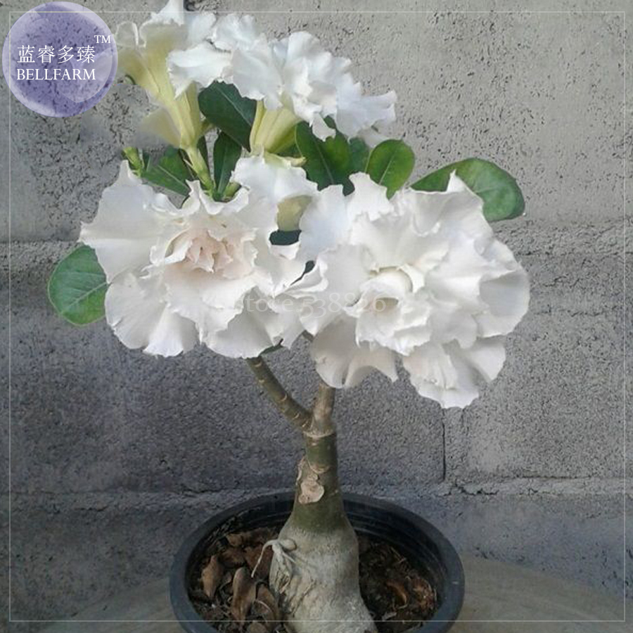 Milky White /& Deep Red Adenium Garden Flower Seeds Double Petals Desert Rose Pot