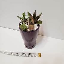 Succulent Arrangement in Purple Ceramic Planter, Houseplant, Flower Plant Pot image 8