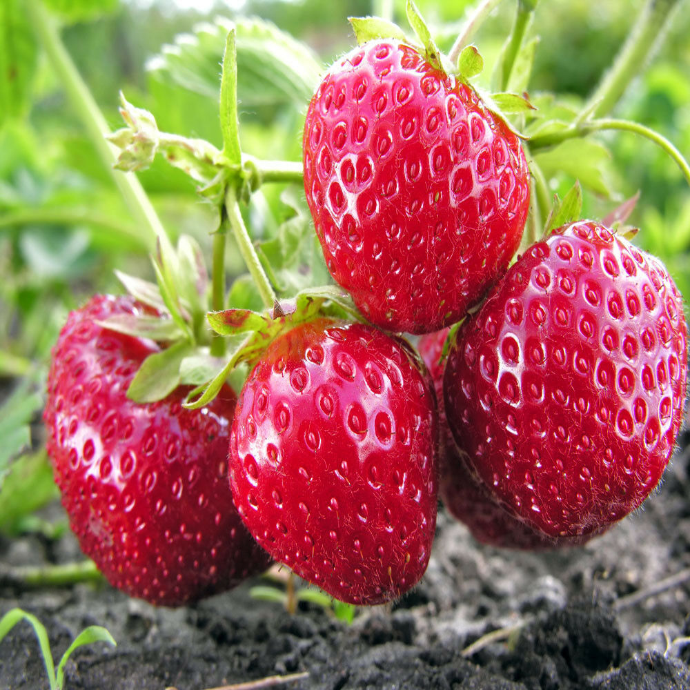 12 Chandler Strawberry Plants Remarkable Flavor BERRY (pack of 12 bare roots for