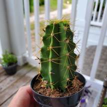 Live Cactus Plant -  Lemaireocereus Chende, Polaskia, 3" Succulent Houseplant